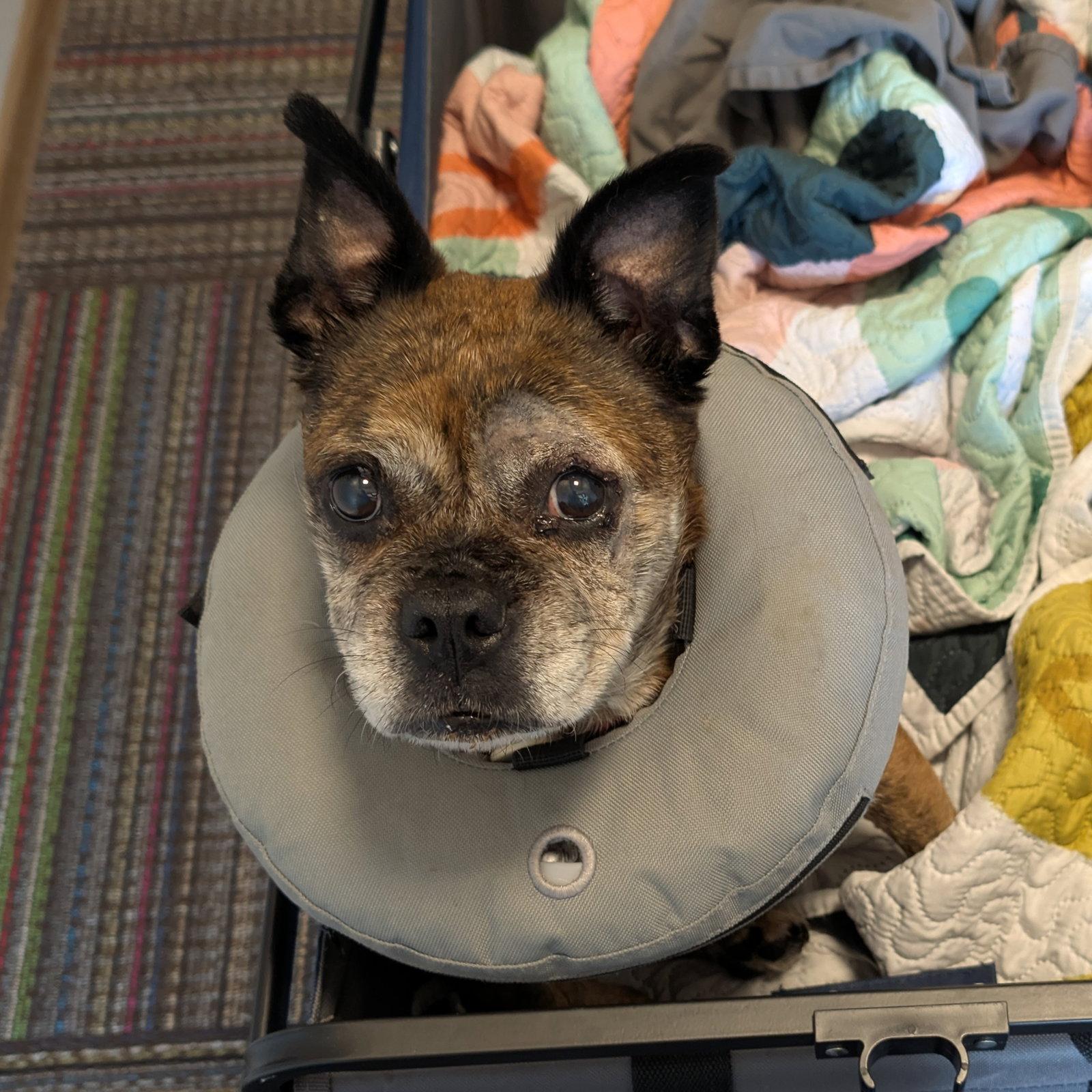 Eulalia, Adoptable, Senior Female Pug.