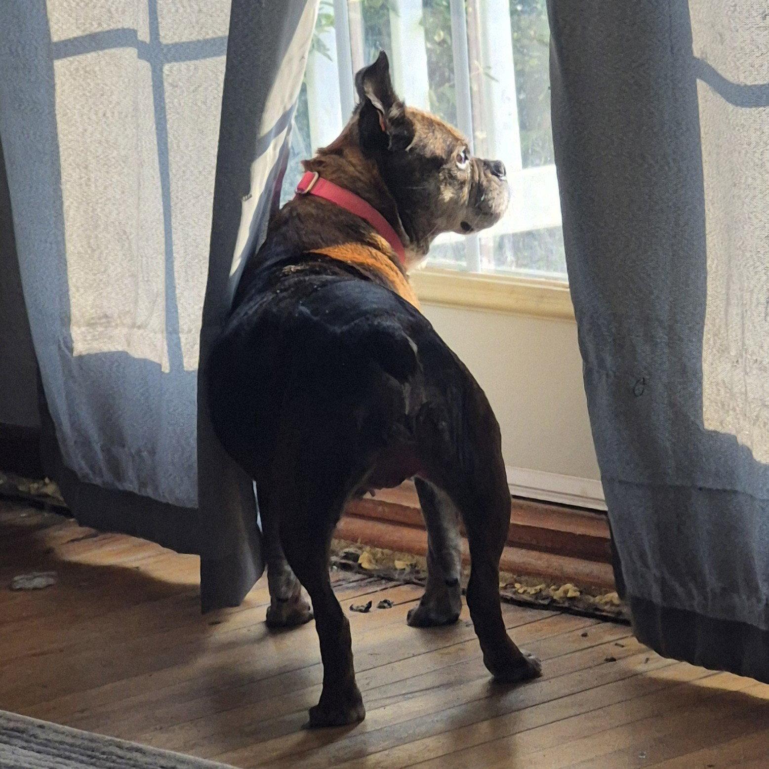 Enlarge Eulalia, a Adoptable Pug in Fargo, ND image 2/3