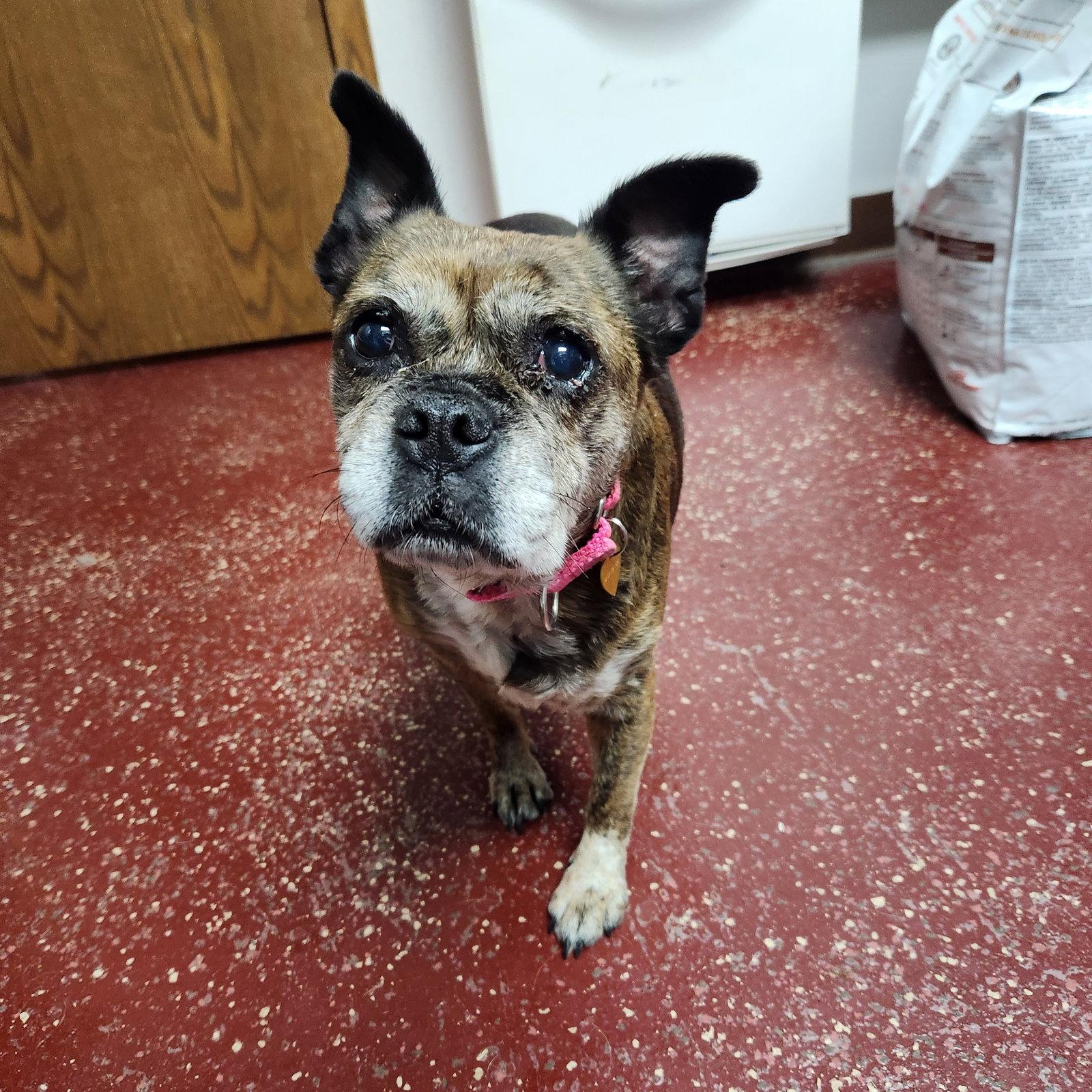 Enlarge Eulalia, a Adoptable Pug in Fargo, ND image 3/3