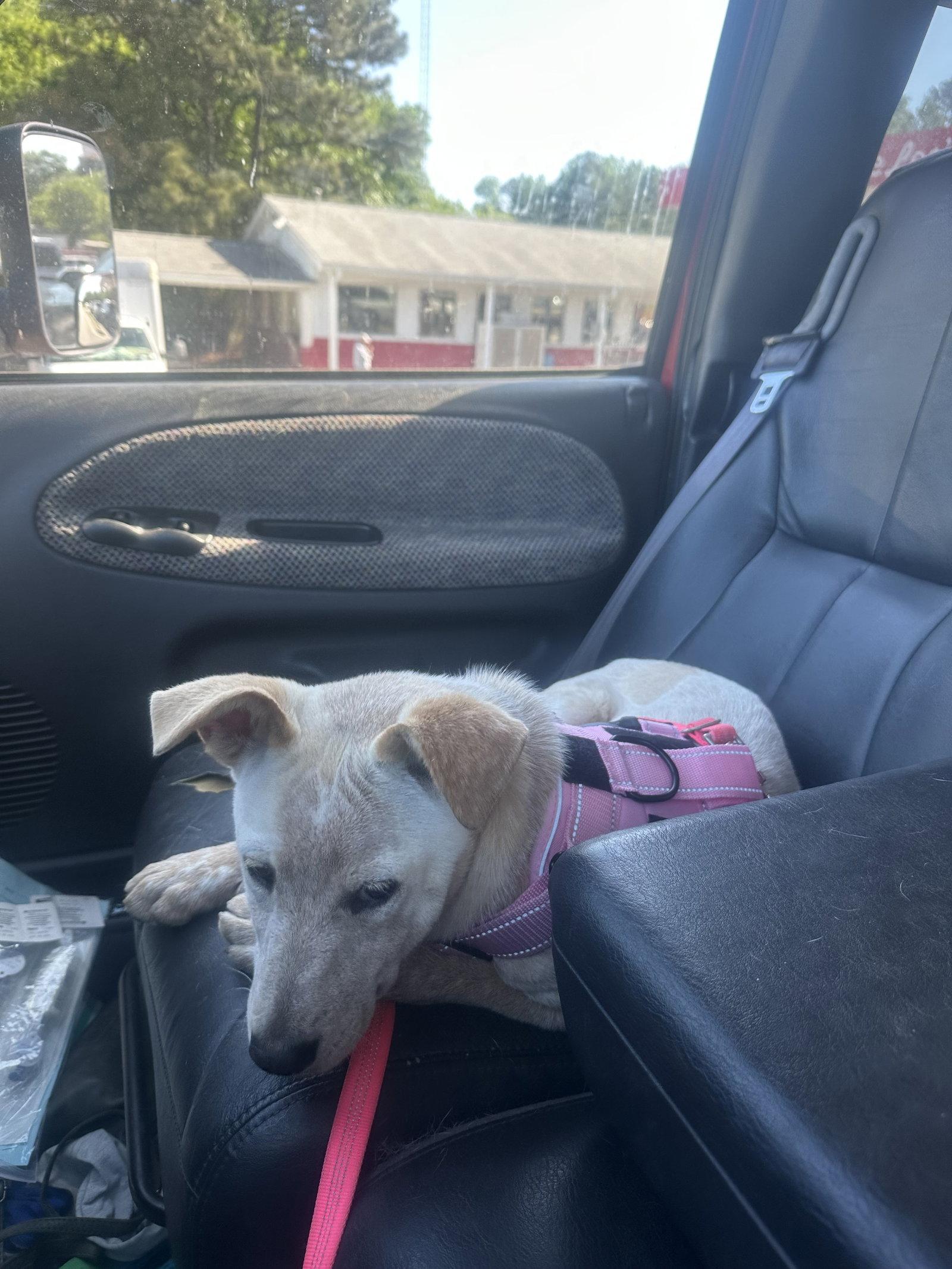 Charmie, Adoptable, Young Female Yellow Labrador Retriever & Cattle Dog.