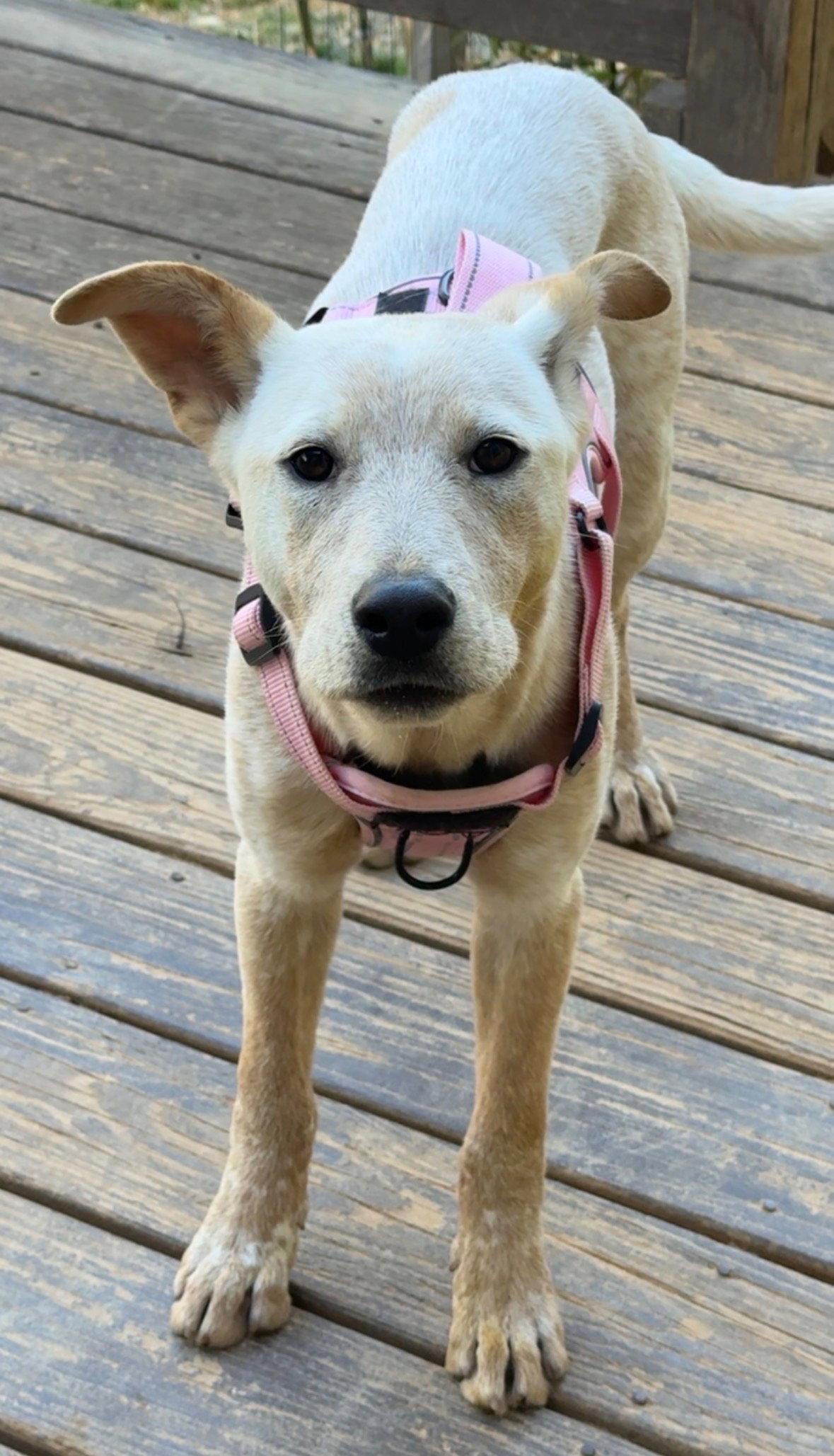 Enlarge Charmie, a Adoptable mixed breed in Mouth Of Wilson, VA image 2/3