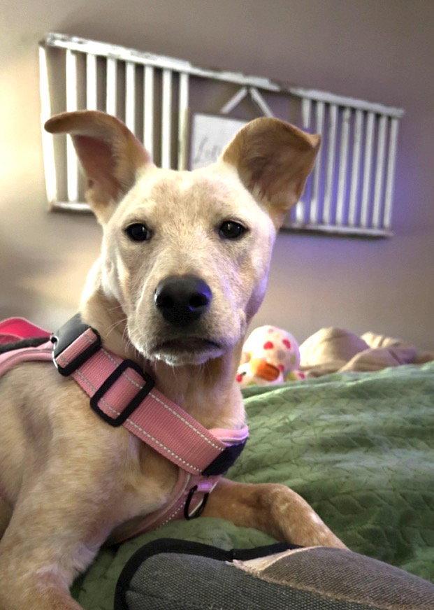 Enlarge Charmie, a Adoptable mixed breed in Mouth Of Wilson, VA image 3/3