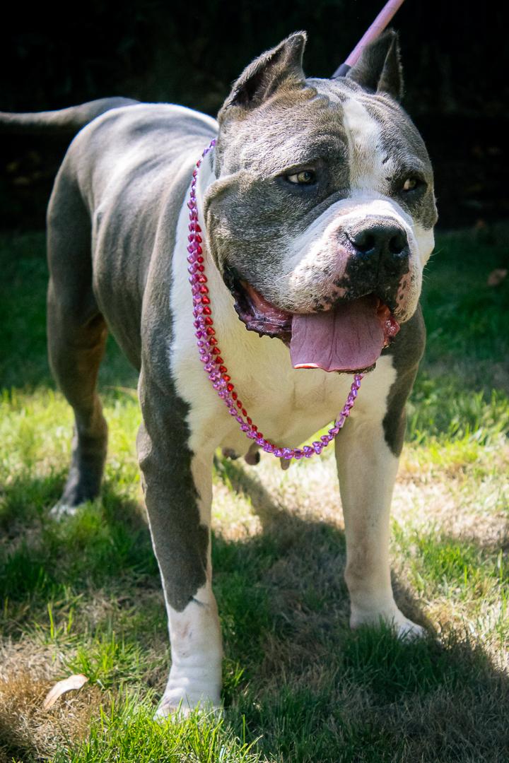 Enlarge Danielle, a Adoptable mixed breed in Bellingham, WA image 5/6