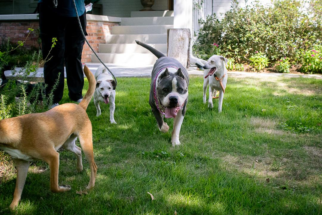 Enlarge Danielle, a Adoptable mixed breed in Bellingham, WA image 4/6
