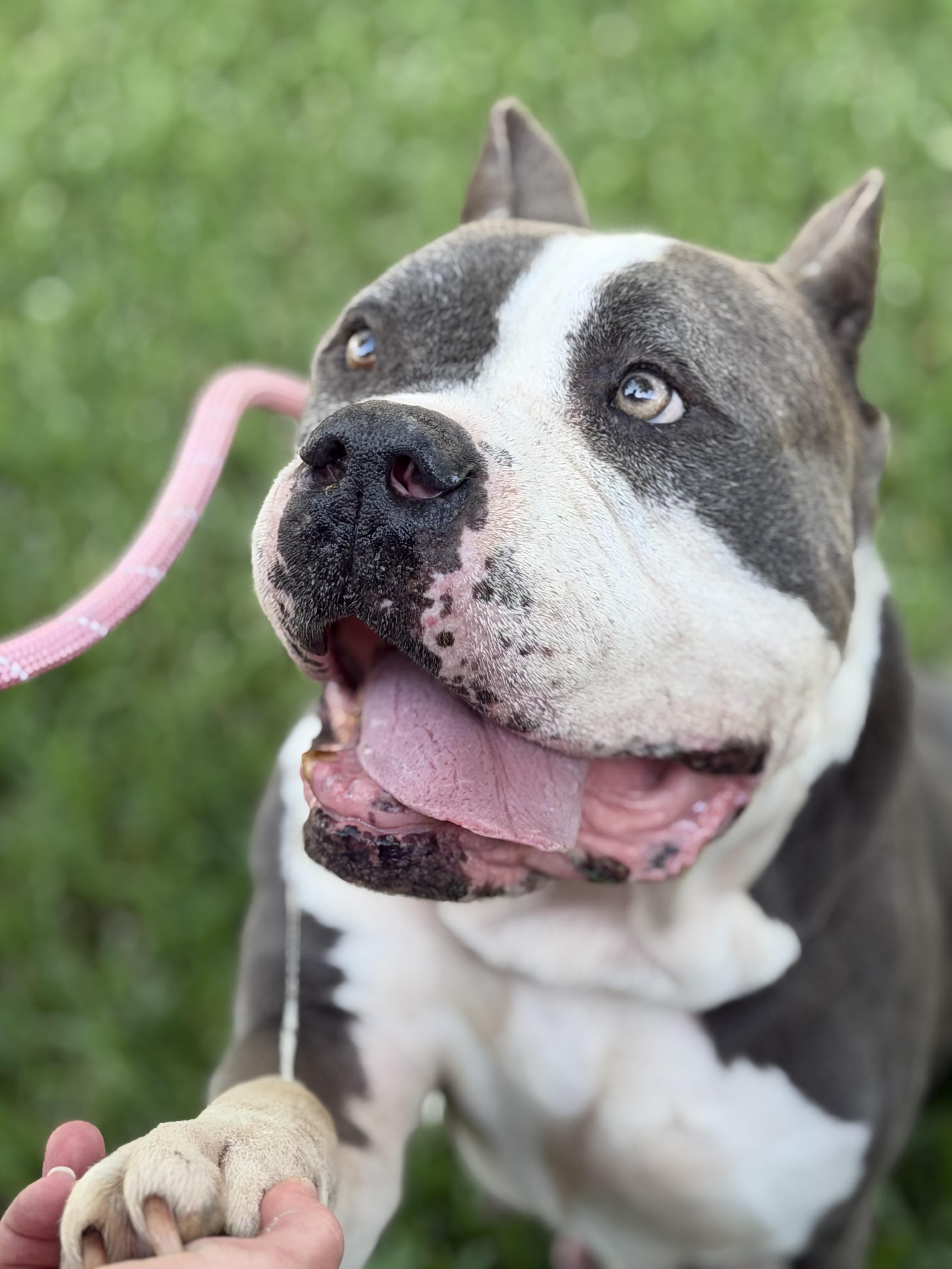 Enlarge Danielle, a Adoptable mixed breed in Bellingham, WA image 2/6