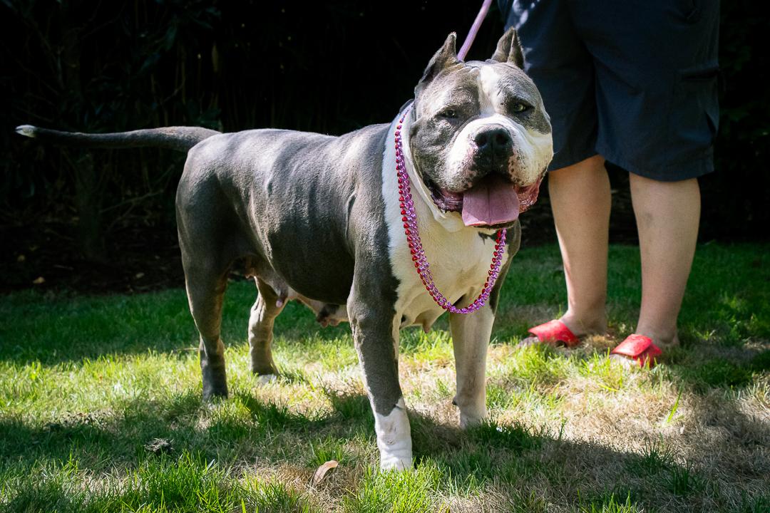 Enlarge Danielle, a Adoptable mixed breed in Bellingham, WA image 6/6