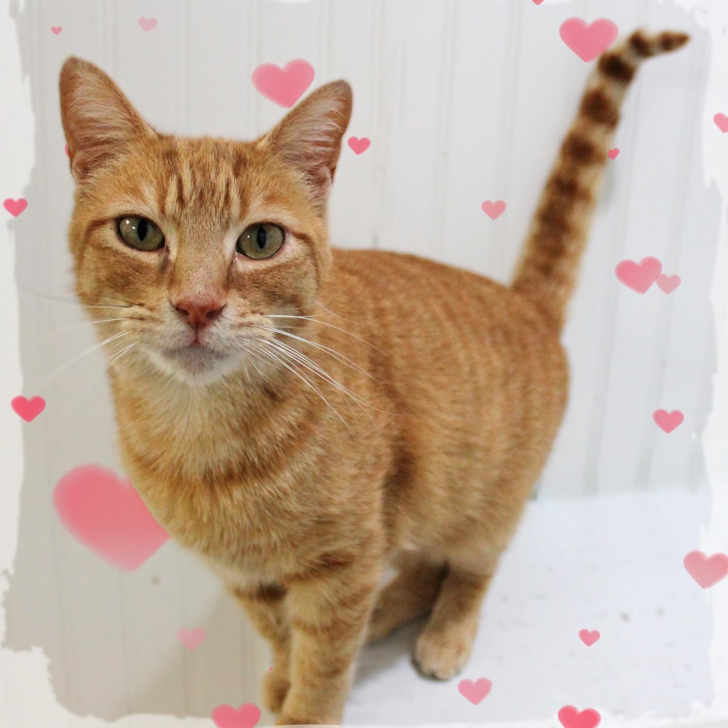 Enlarge Goldie, a ADOPTABLE Tabby in Amelia, OH image 1/1