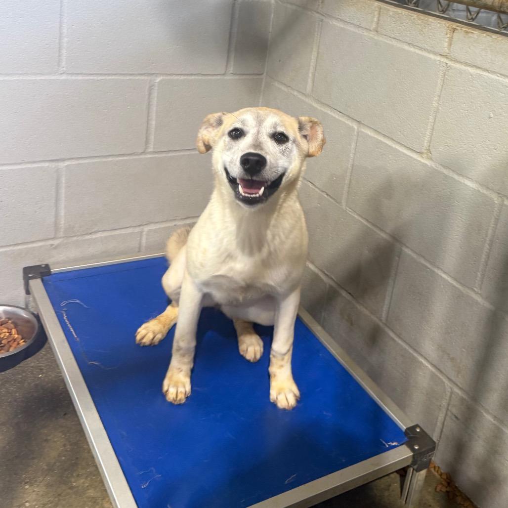 Lemon 031702A, Adoptable, Young Female Labrador Retriever & Mixed Breed.