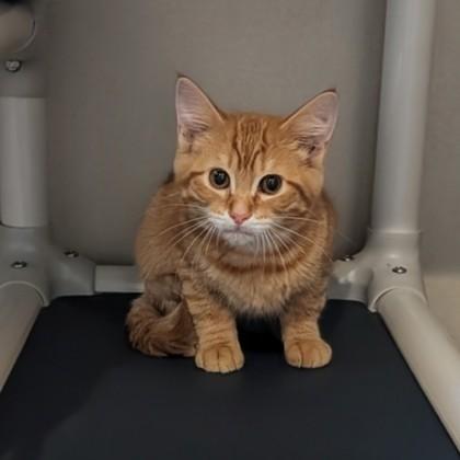 Steve Austin, Adoptable, Young Female Domestic Short Hair.