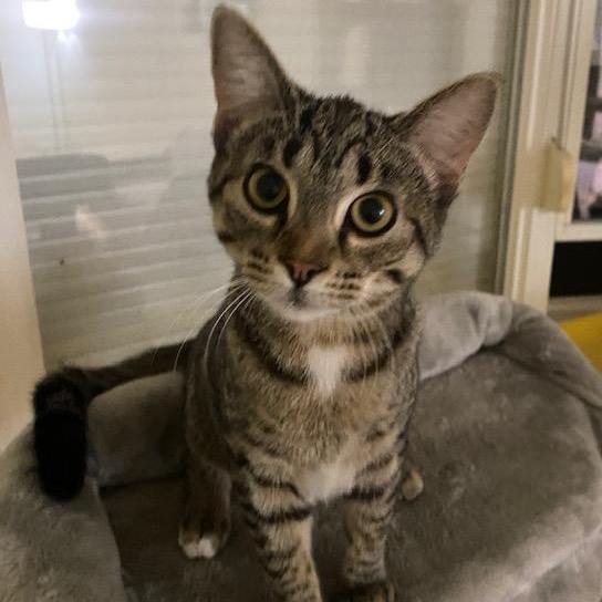 Elsie, a Adoptable mixed breed in Chicago, IL image 2/3