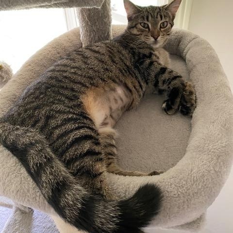 Elsie, a Adoptable mixed breed in Chicago, IL image 3/3