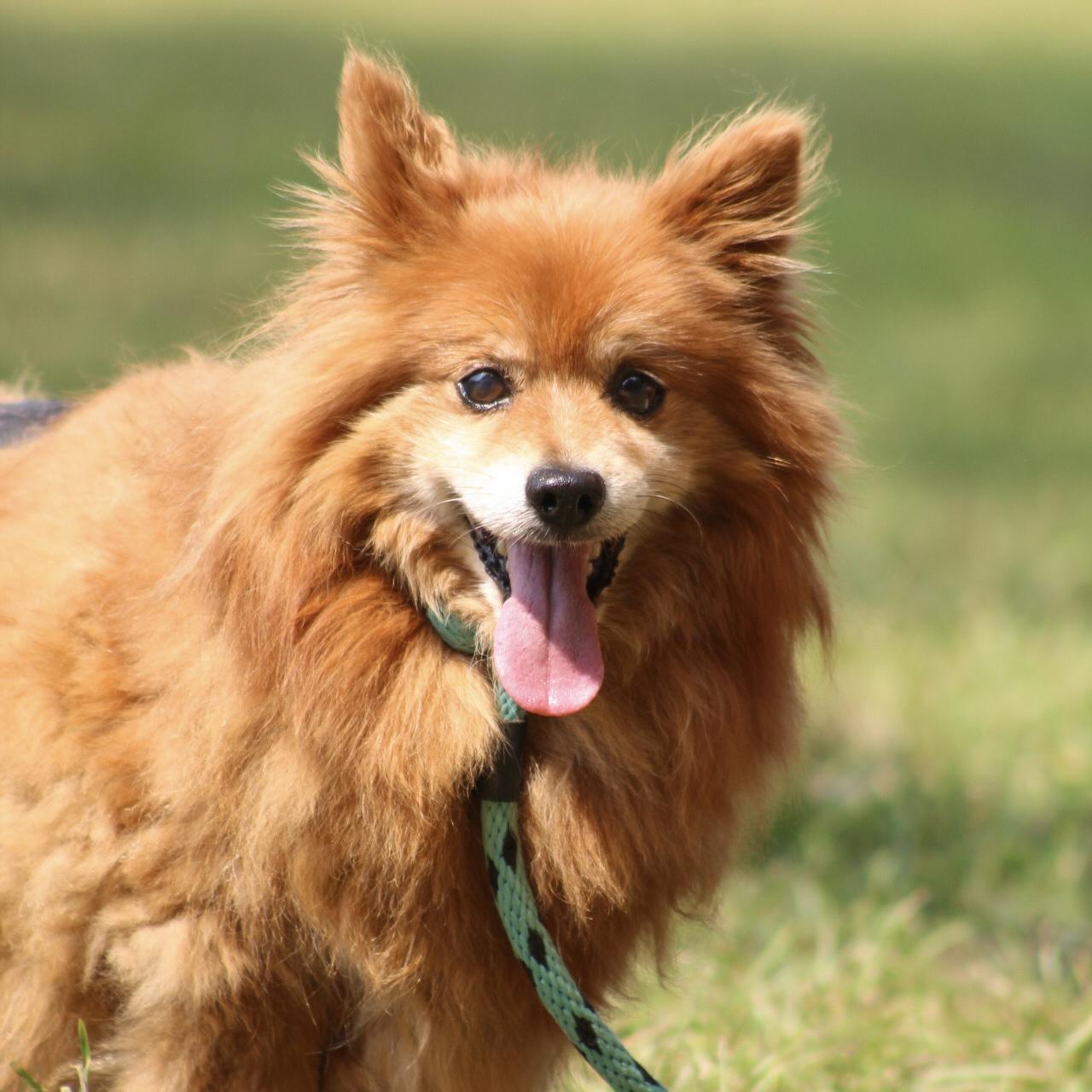 Enlarge Koby, a Adoptable mixed breed in Port Byron , NY image 2/6