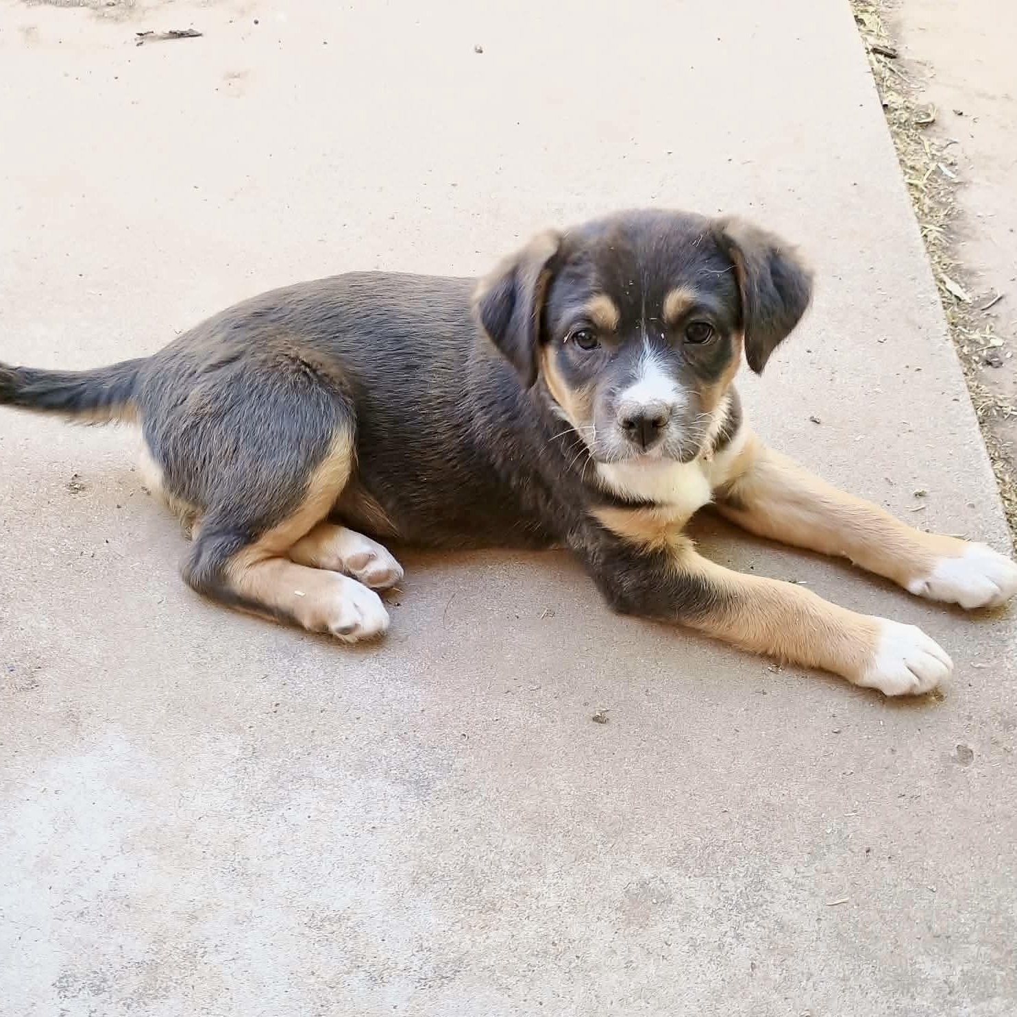 Ruby, an adopted mixed breed in Glenolden, PA image 5/6