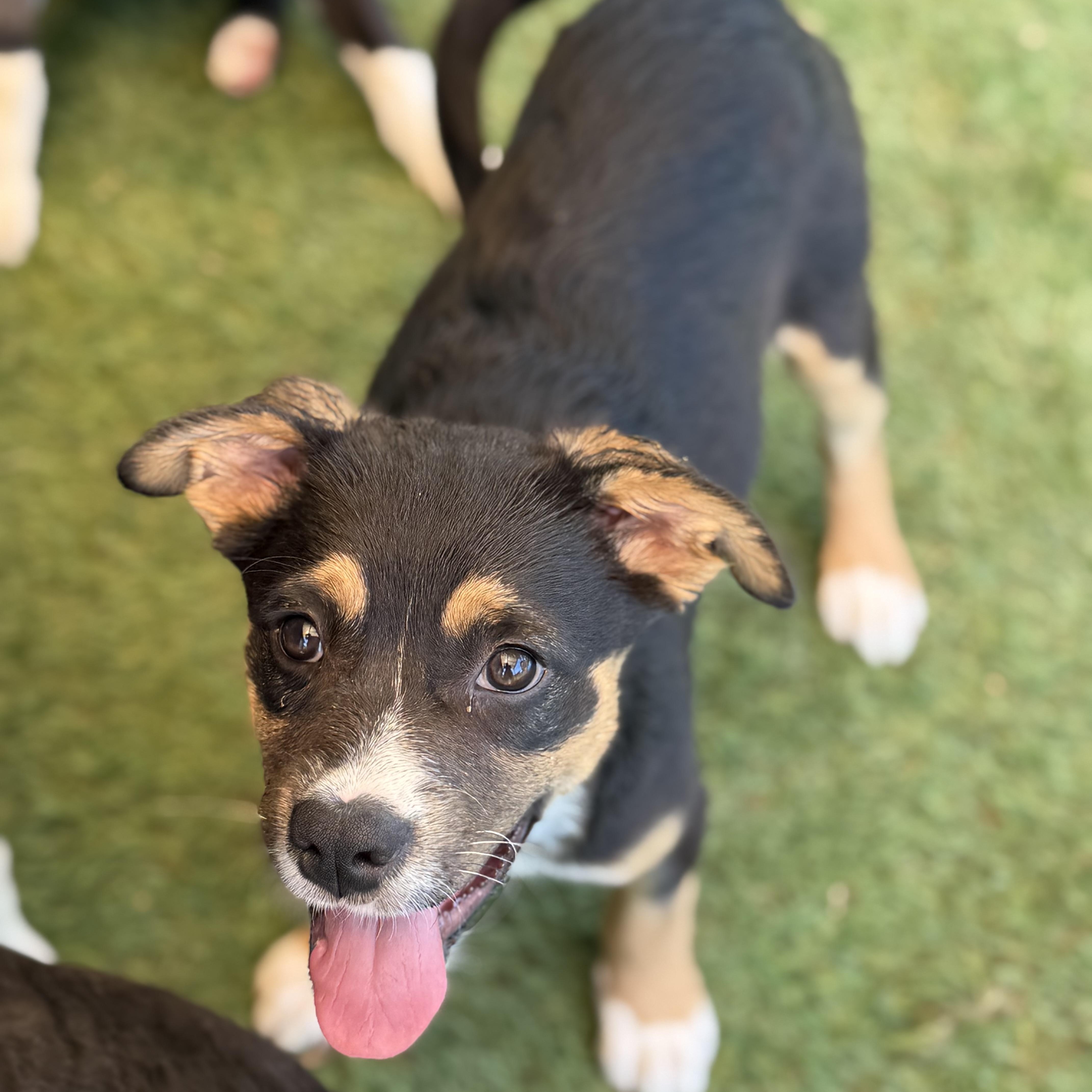 Ruby, an adopted mixed breed in Glenolden, PA image 2/6