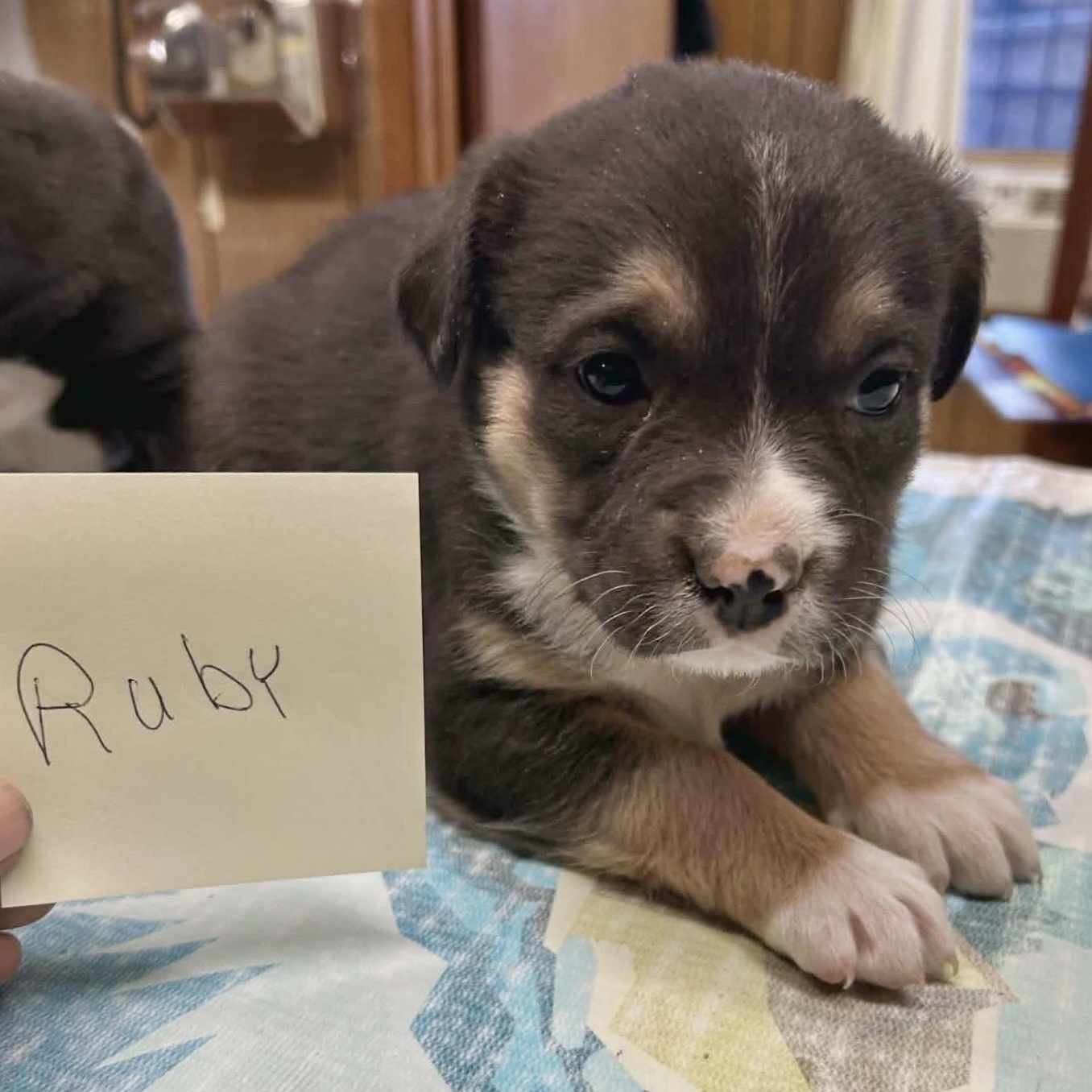 Ruby, an adopted mixed breed in Glenolden, PA image 6/6