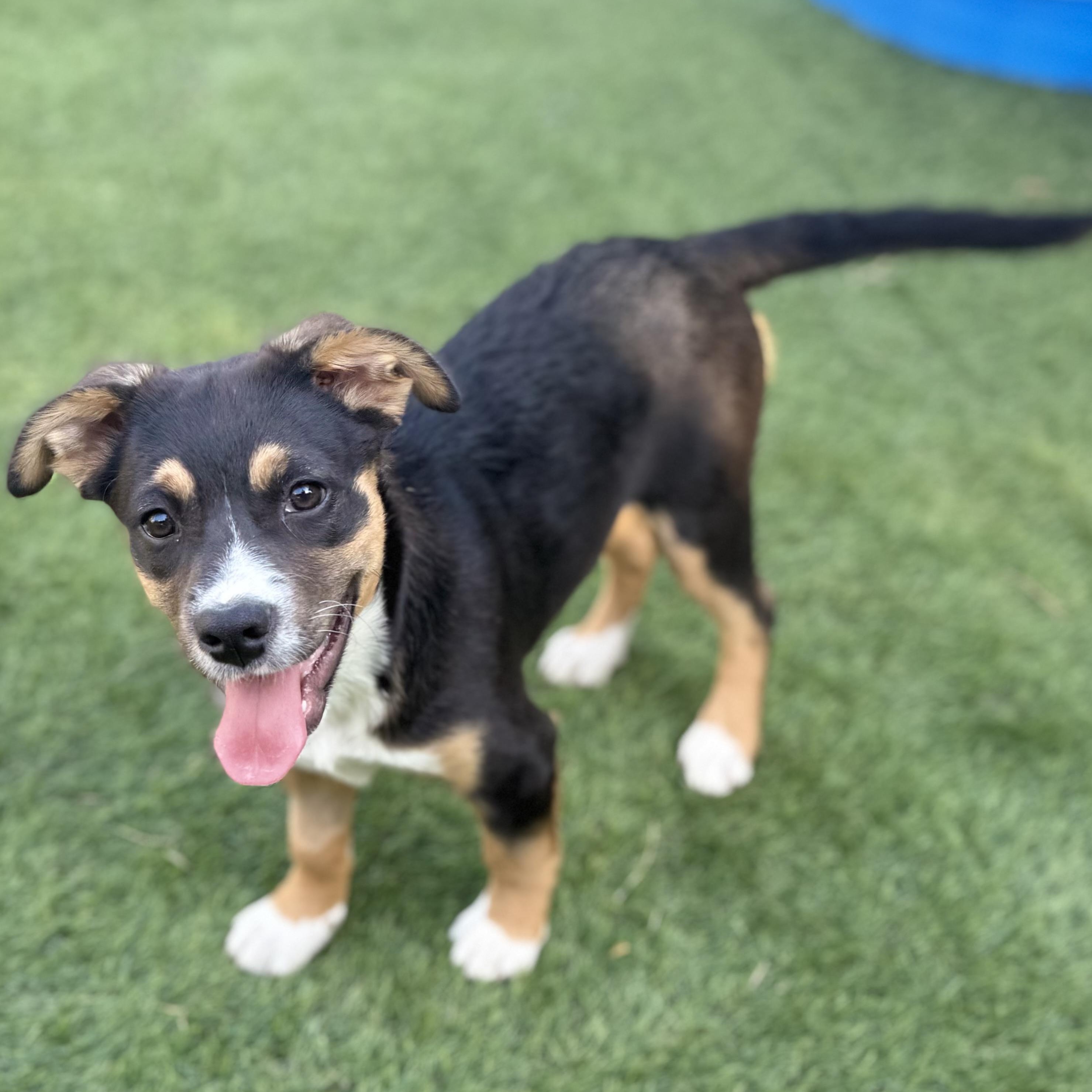Ruby, an adopted mixed breed in Glenolden, PA image 4/6