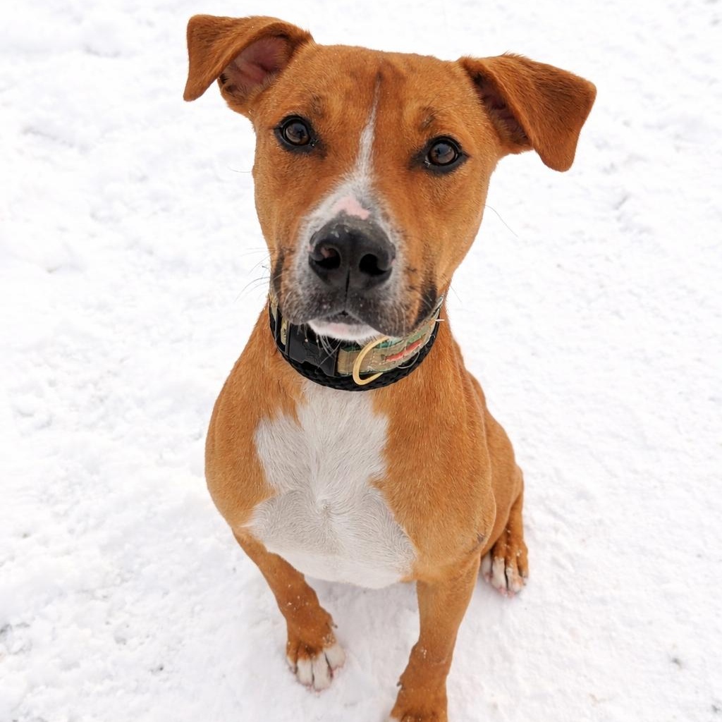 Phil, adopted, Young Male Boxer & Pit Bull Terrier.