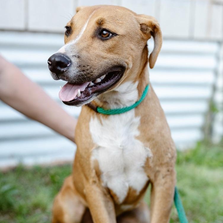 Enlarge Phil, an adopted mixed breed in Thayne, WY image 2/4