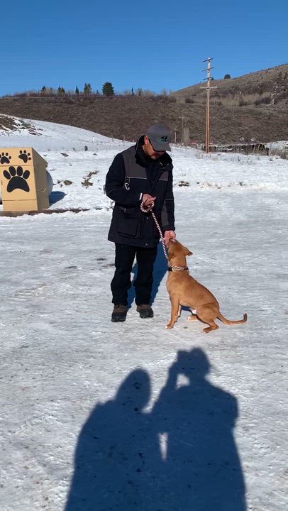 Enlarge Phil, an adopted mixed breed in Thayne, WY video 4/4