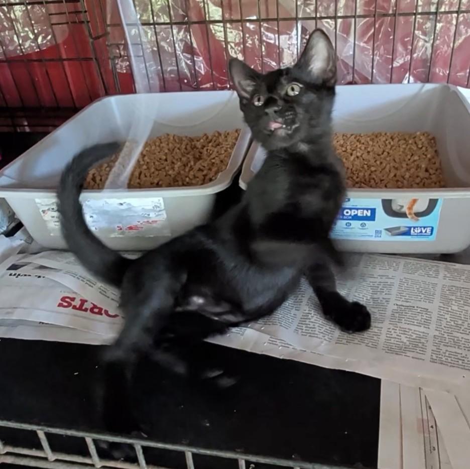 Enlarge Geordie, a Adoptable Domestic Short Hair in Fischer, TX image 2/4