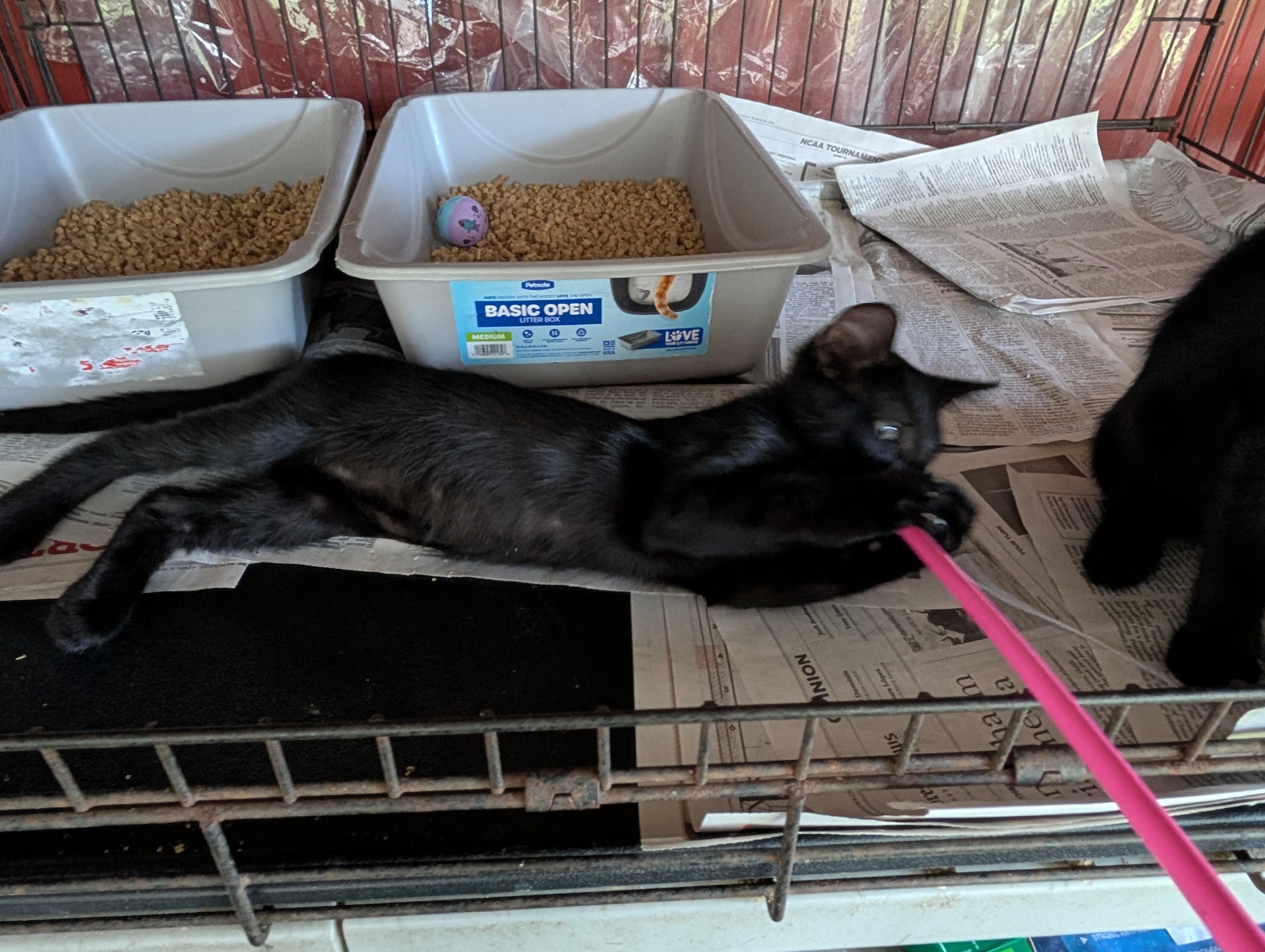 Enlarge Geordie, a Adoptable Domestic Short Hair in Fischer, TX image 4/4