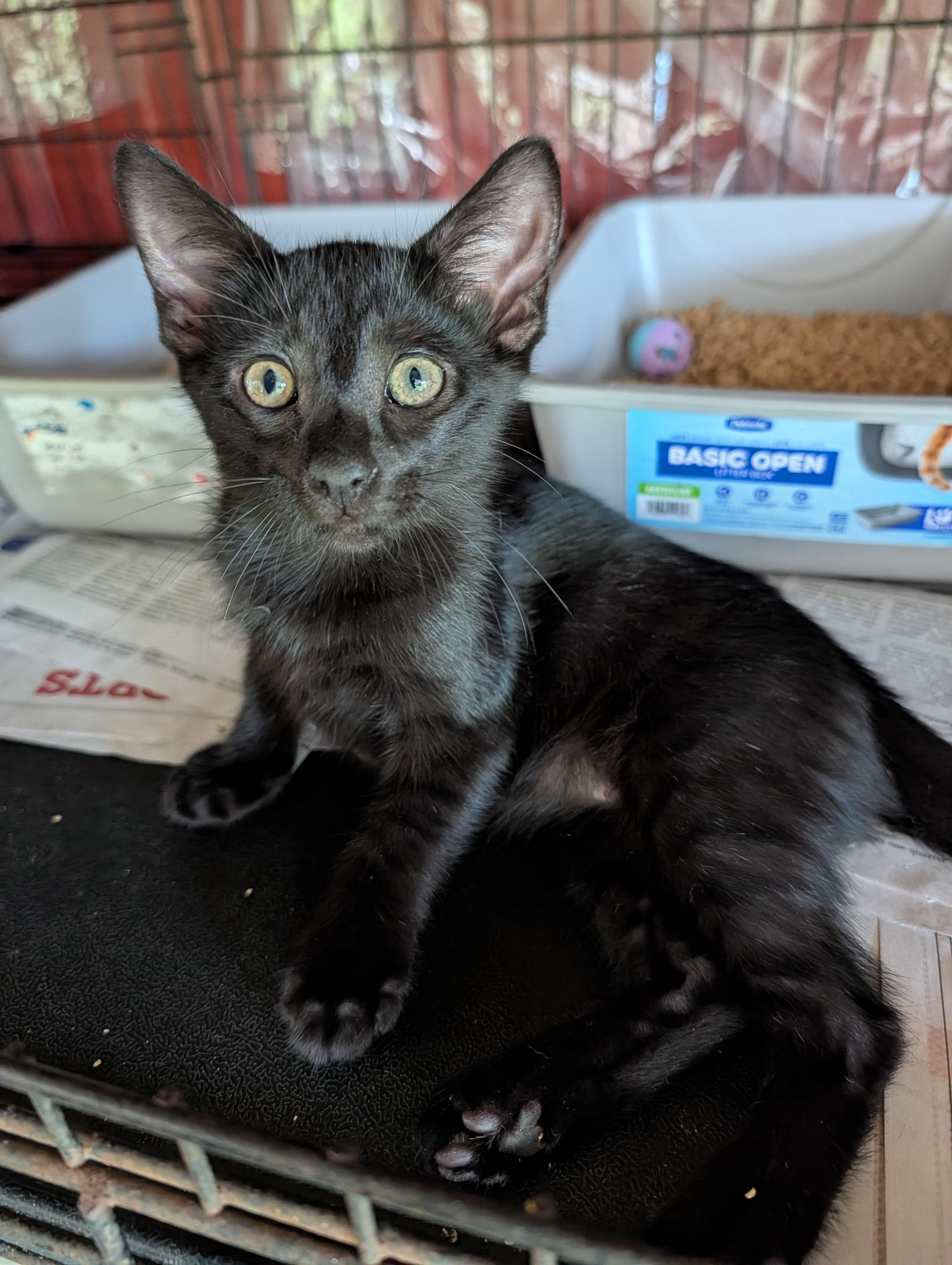 Geordie, Adoptable, Kitten Male Domestic Short Hair.