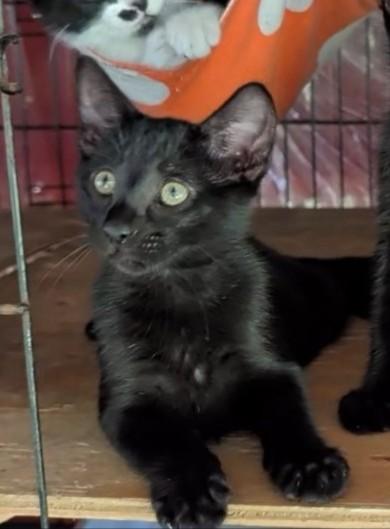 Enlarge Geordie, a Adoptable Domestic Short Hair in Fischer, TX image 3/4