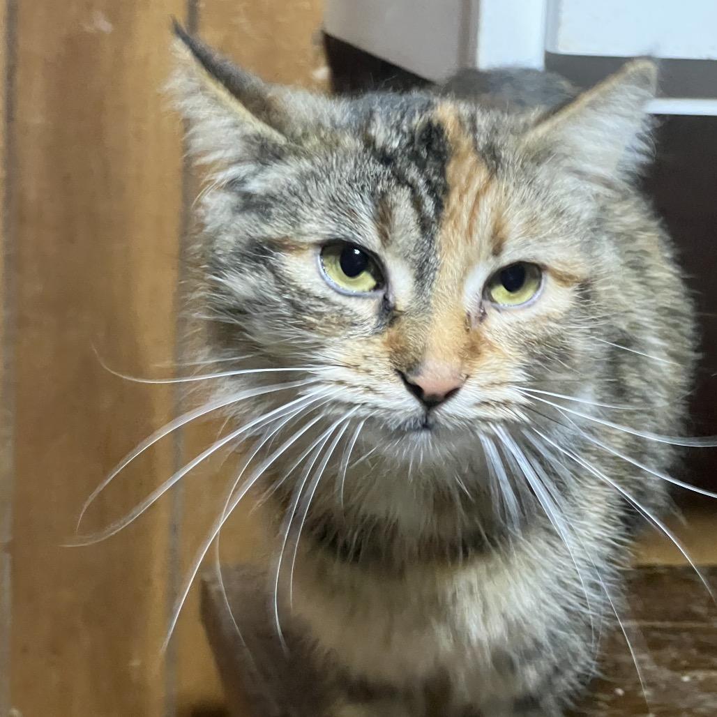 Kalie, a Adoptable Domestic Long Hair in Mansfield, PA image 1/4