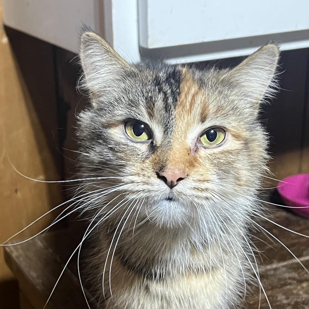Kalie, a Adoptable Domestic Long Hair in Mansfield, PA image 2/4