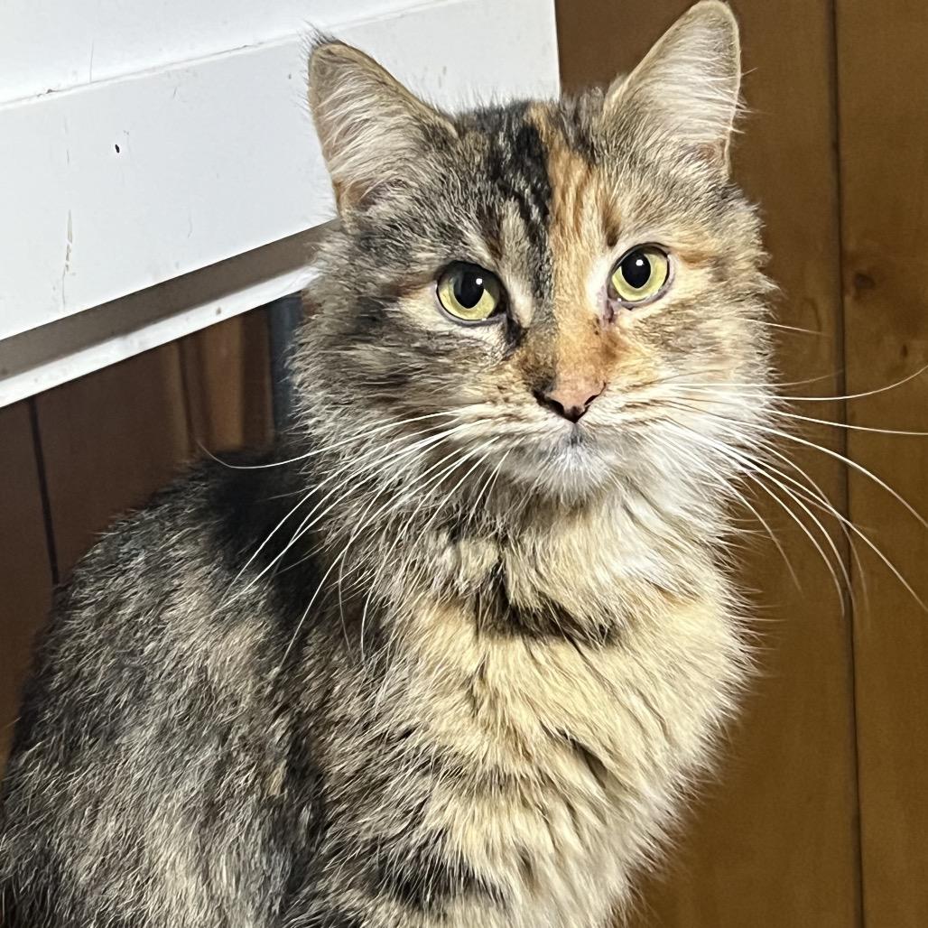 Kalie, a Adoptable Domestic Long Hair in Mansfield, PA image 3/4