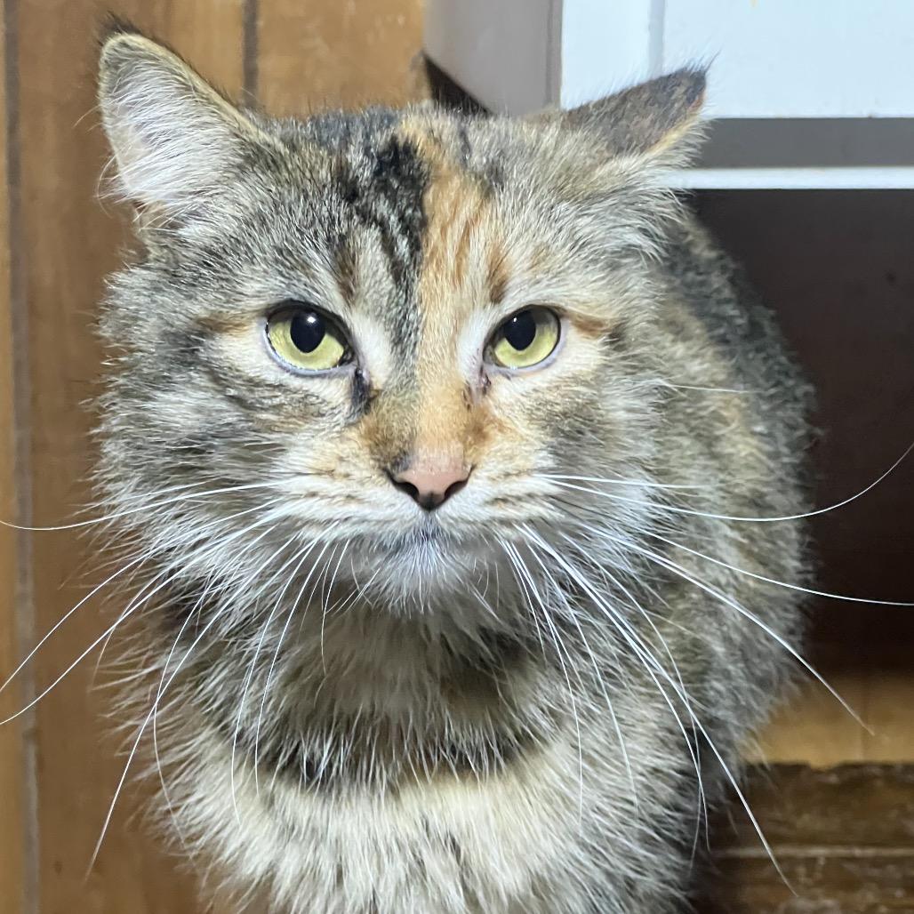 Kalie, a Adoptable Domestic Long Hair in Mansfield, PA image 4/4