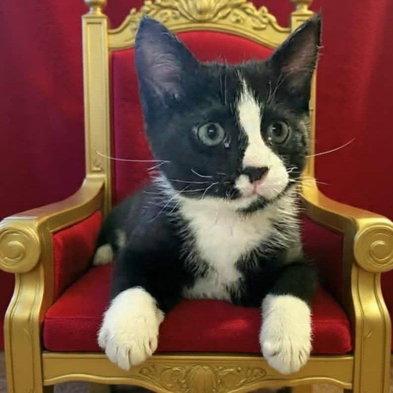Enlarge Maxwell, a Adoptable Domestic Short Hair in Evergreen, CO image 1/3