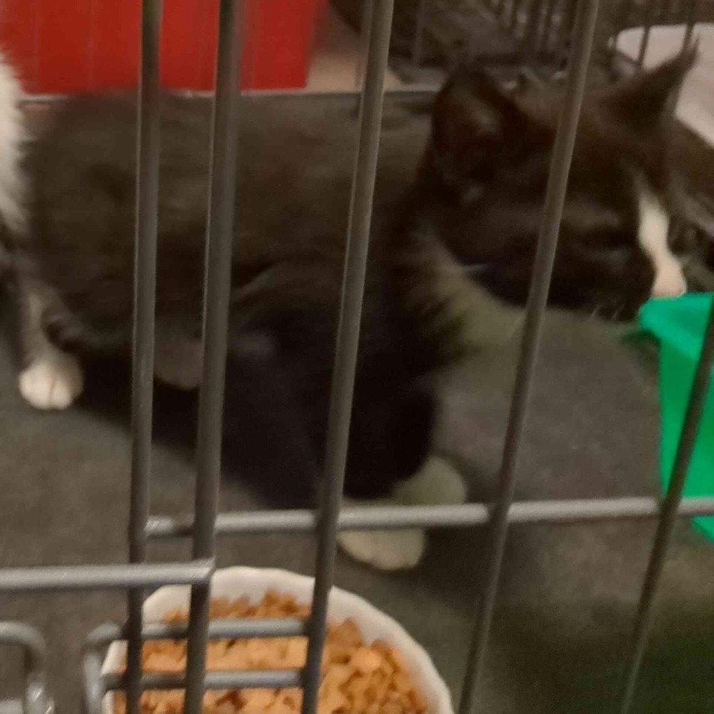 Enlarge Maxwell, a Adoptable Domestic Short Hair in Evergreen, CO image 2/3