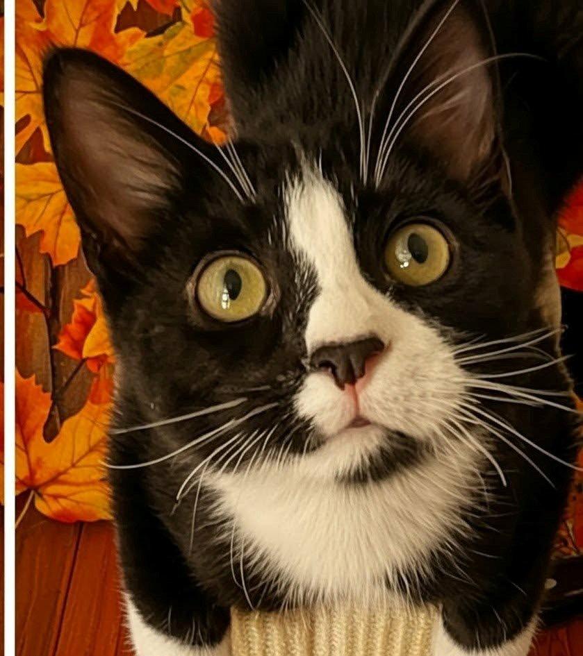Enlarge Maxwell, a Adoptable Domestic Short Hair in Evergreen, CO image 3/3