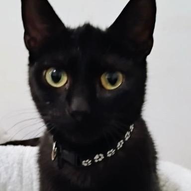 Enlarge Blackberry, a Adoptable mixed breed in New York, NY image 1/3