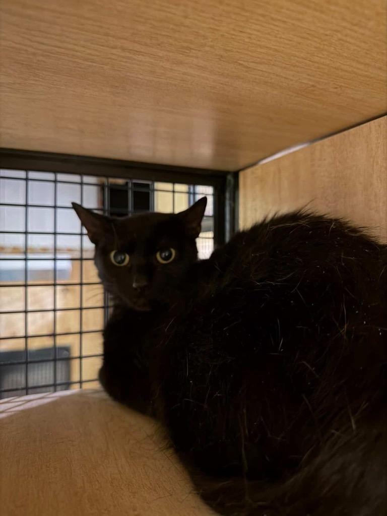 Enlarge Blackberry, a Adoptable mixed breed in New York, NY image 2/3