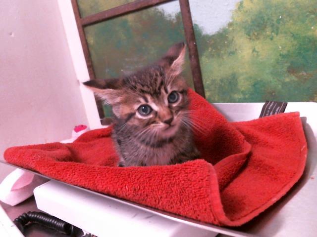 PEPPERONI, Adoptable, Kitten Male Domestic Short Hair & Domestic Short Hair.