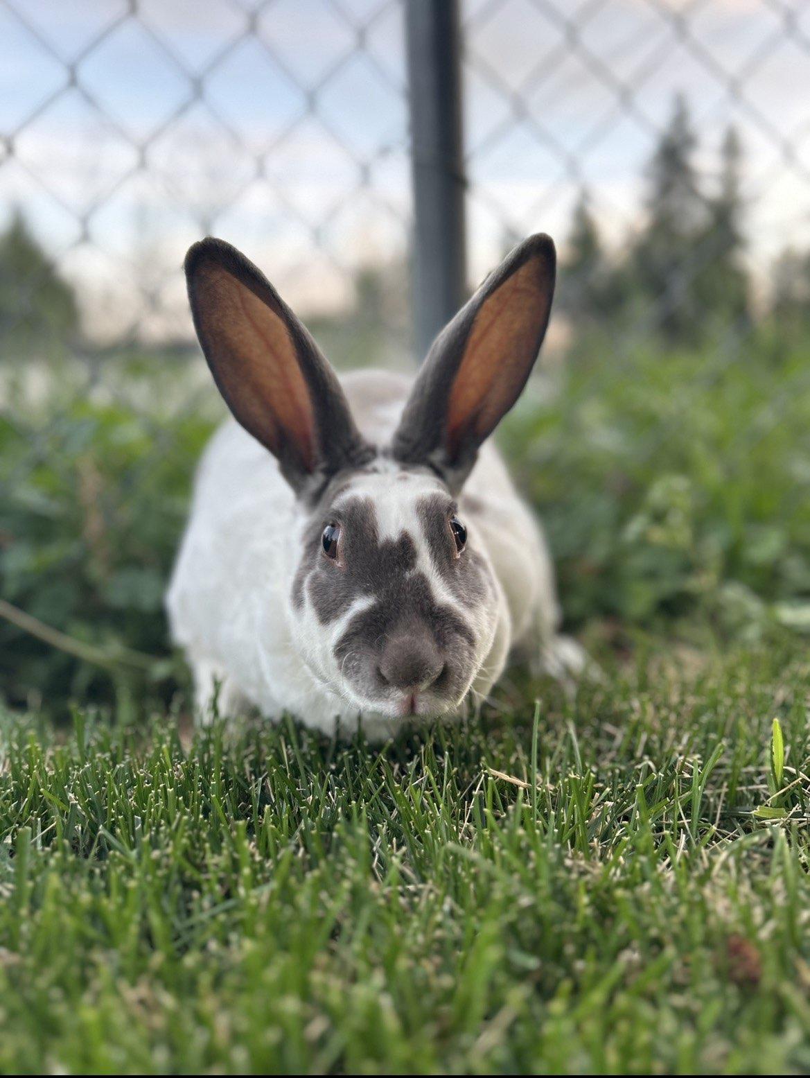 Coco, Adoptable, Adult Female American.