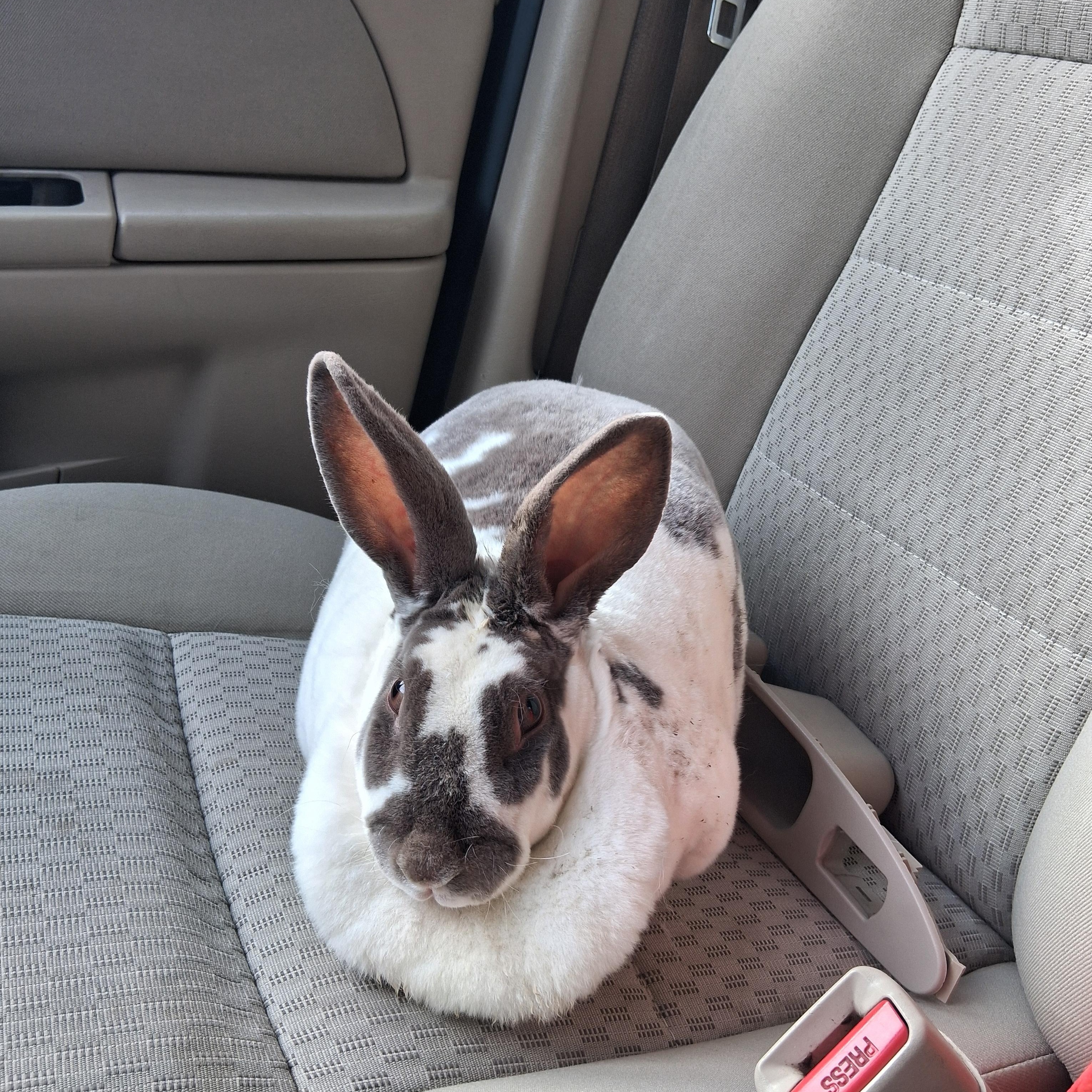 Enlarge Coco, a Adoptable American in Gig Harbor, WA image 2/2