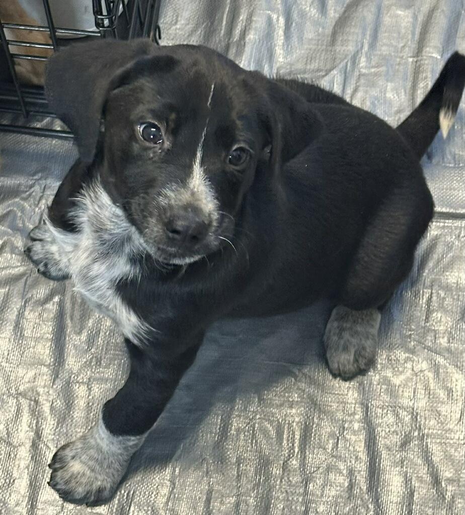 DC, ADOPTABLE, Puppy Male Hound.