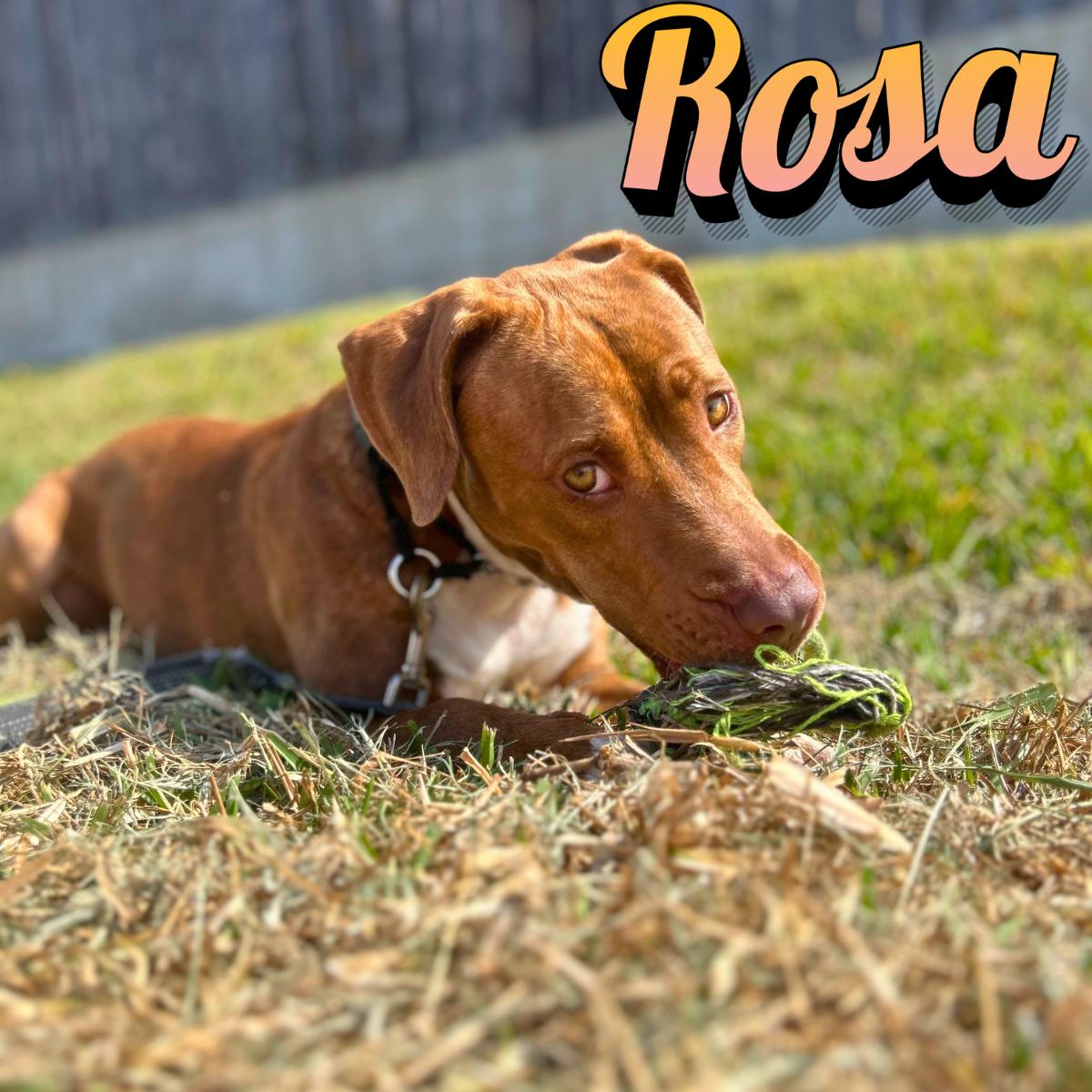 Enlarge Rosa, a ADOPTABLE Retriever in South Padre Island, TX image 1/1