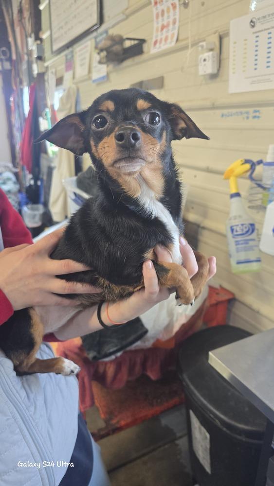 Enlarge 7 Kayack, a Adoptable mixed breed in Warrenton, MO image 1/1