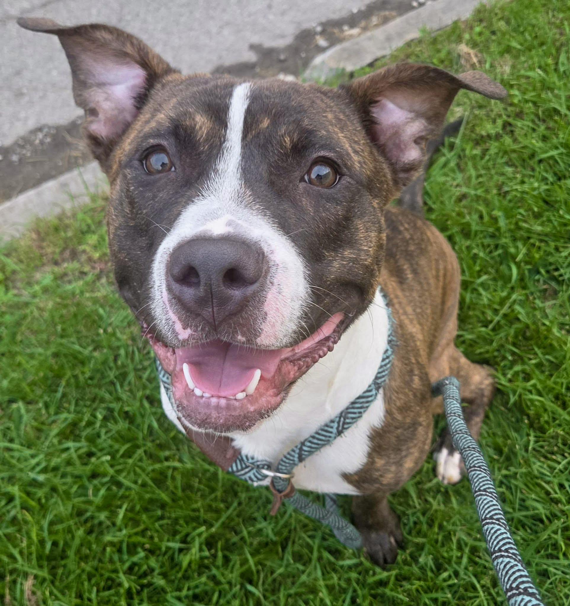 SAINT - Needs a foster/forever home photo