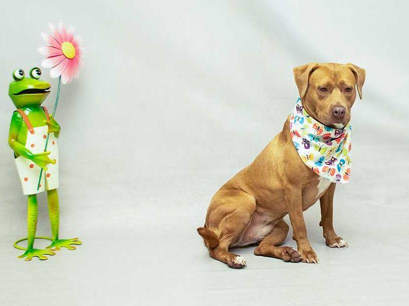 Taffy, a ADOPTABLE mixed breed in Sanford, FL image 2/4