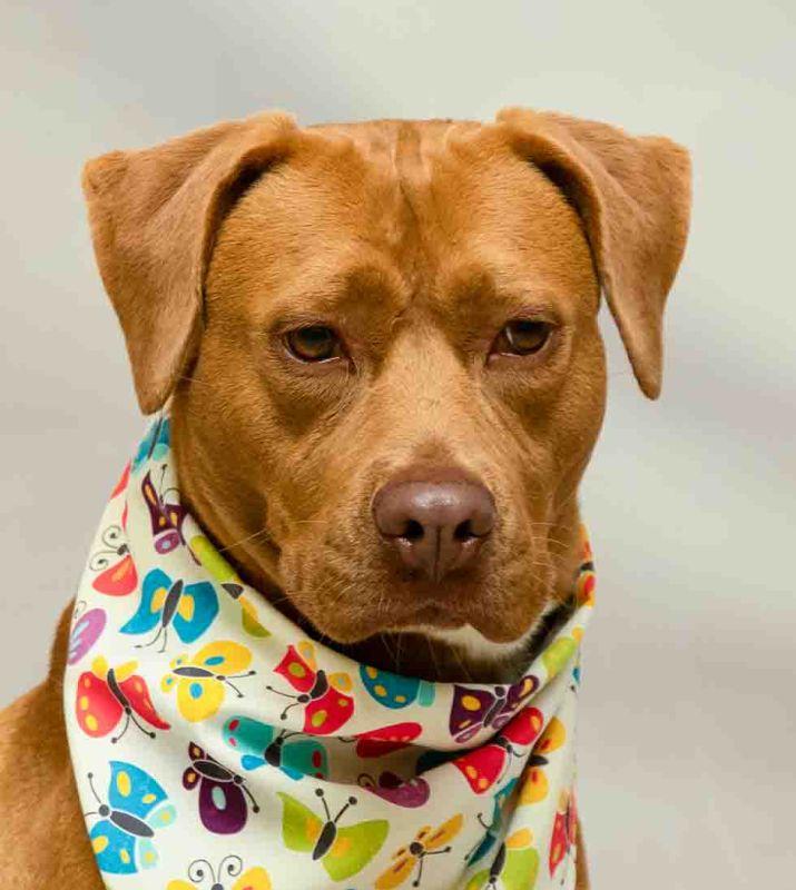 Taffy, ADOPTABLE, Adult Female Terrier.