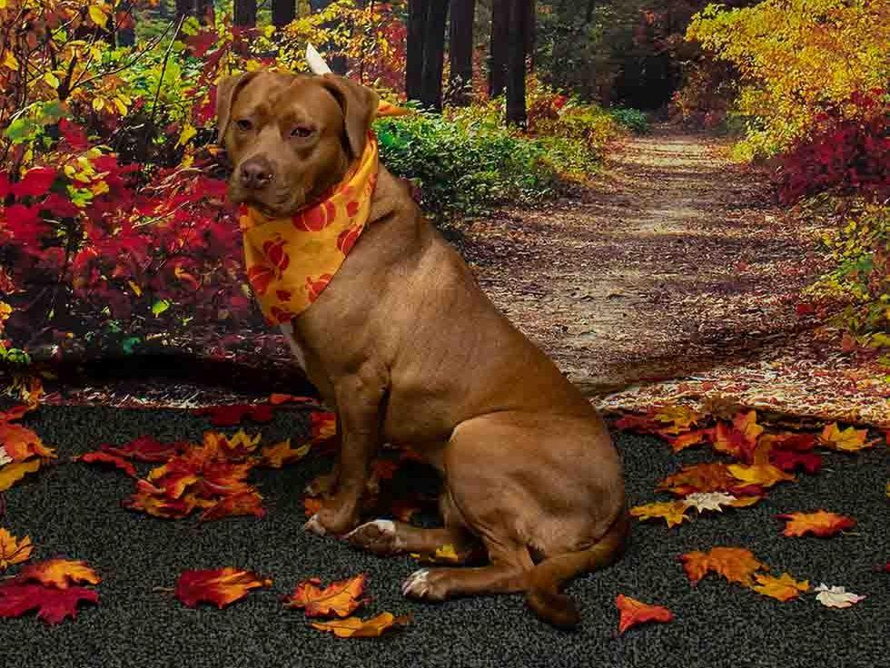 Enlarge Taffy, a ADOPTABLE mixed breed in Sanford, FL image 2/2