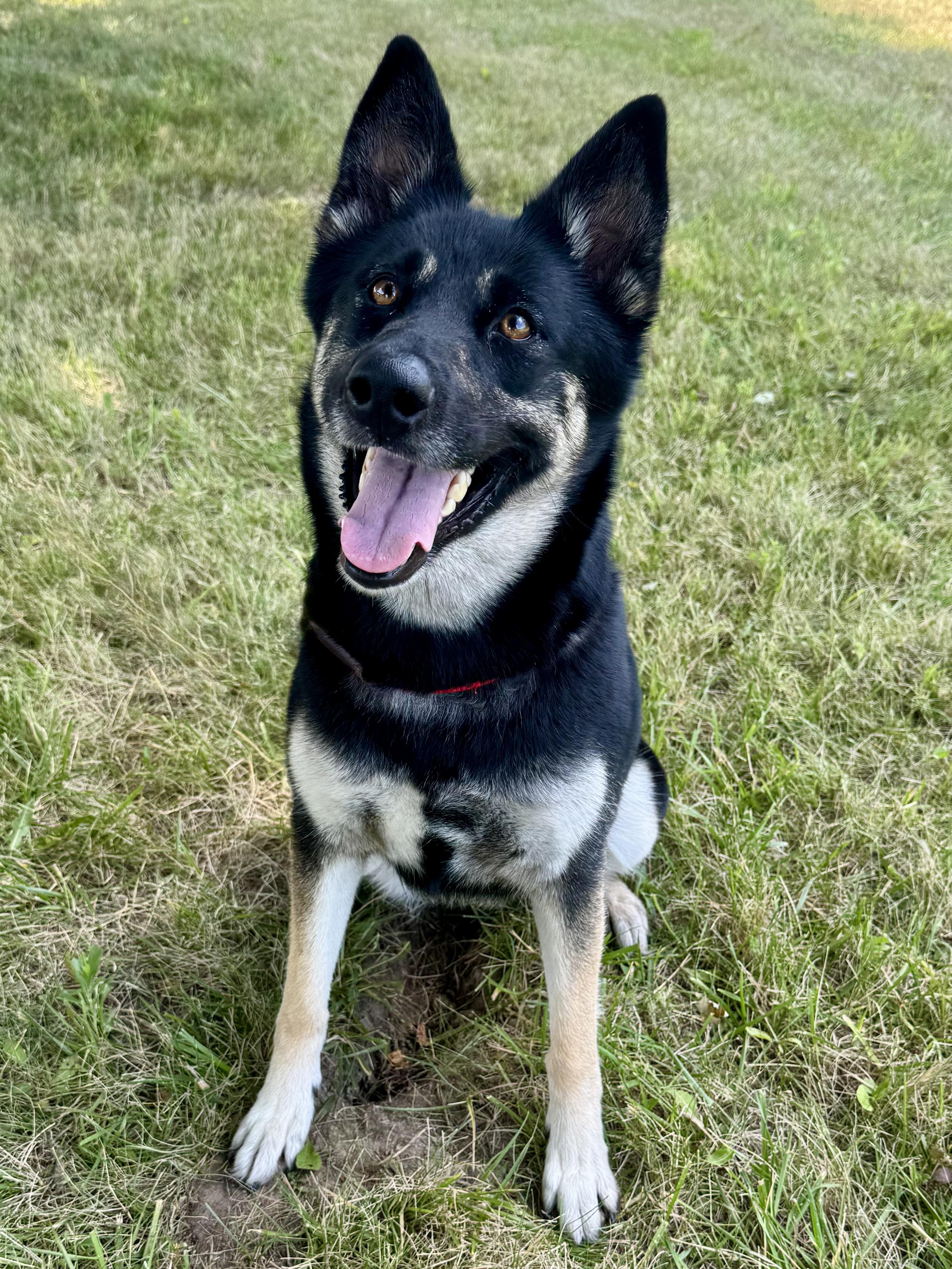 Enlarge Rashida, a ADOPTABLE mixed breed in St. Joseph, MI image 1/1