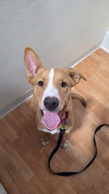 Enlarge Duke, a Adoptable Mixed Breed in DeKalb, IL image 2/3