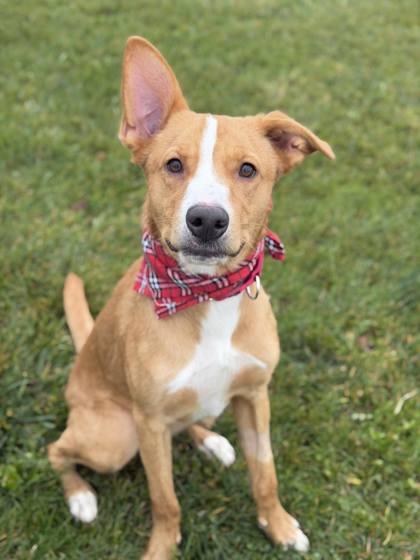 Enlarge Duke, a Adoptable Mixed Breed in DeKalb, IL image 1/3