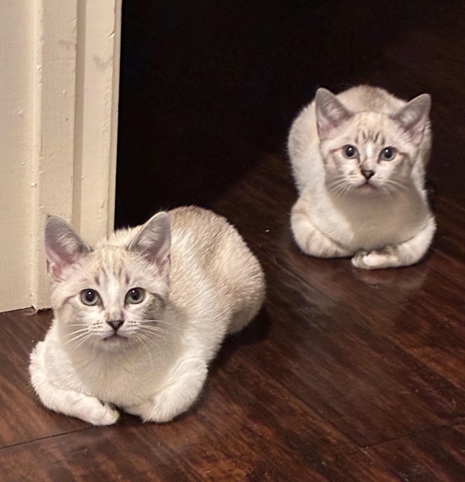 Luna and Felix, Adopted, Kitten Male Siamese & Snowshoe.